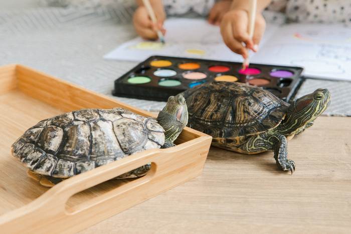 Красноухие черепахи ползают по столу, фото фотография рептилии