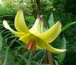  ,   (Lilium monadelphum), ,   http://www.kalle-k.dk/