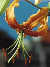   (Lilium henry), ,   http://www.floralimages.co.uk/