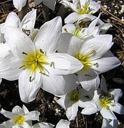   (Colchicum szovitsii), ,   http://www.odysseybulbs.com/