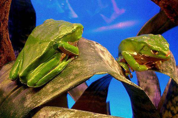 10 самых красивых и ядовитых лягушек: mag_dinozavrik — LiveJournal
