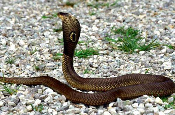 Очковая змея, или индийская кобра (Naja naja), фото змеи фотография