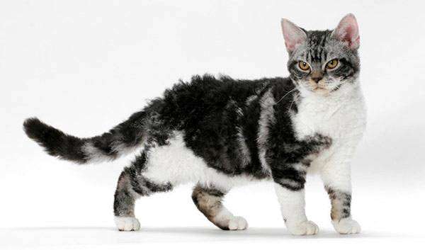 Американская жесткошерстная кошка, фото породы кошки фотография картинка