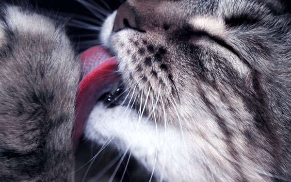 Раскрыт секрет аллергии на кошек, фото фотография кошки