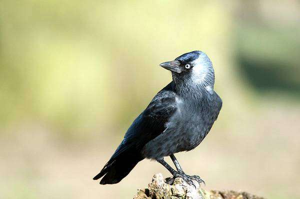  (Corvus monedula),   