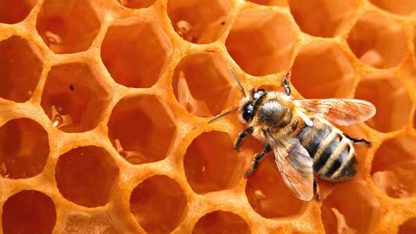 Медоносная пчела на сотах, фото насекомые фотография