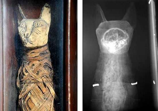 Кошачья мумия, фото фотография