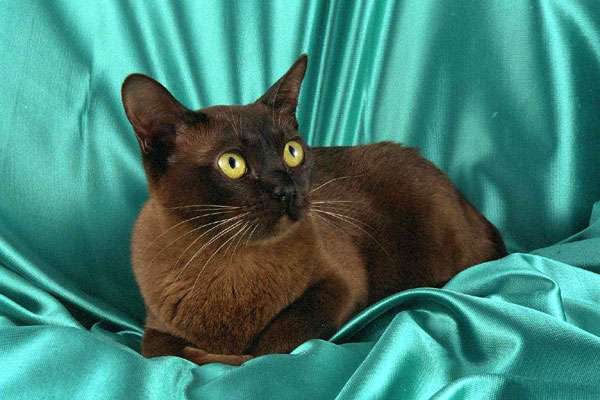 Бурманская кошка, бурма, фото породы кошек фотография