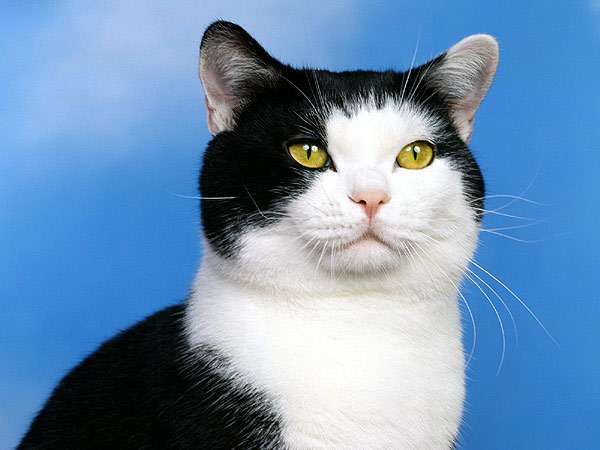 Черно-белый кот, фото фотография 