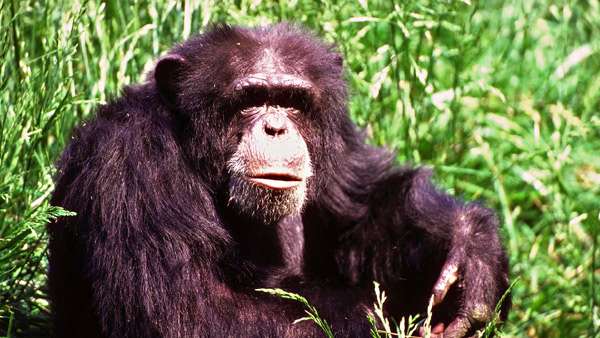 Шимпандзе, шимпанзе, фото приматы фотография 