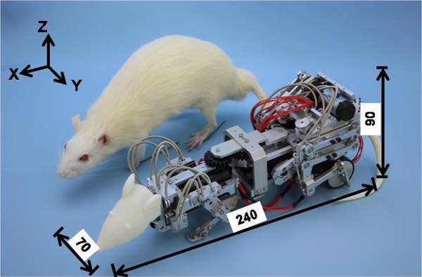 Робокрыс Waseda Rat-3, фото фотография