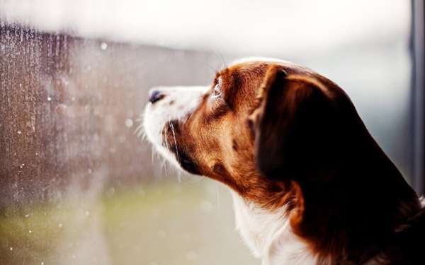 Грустная собака смотрит в окно, фото домашние животные фотография 