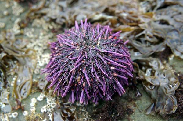 Фиолетовый морской еж (Strongylocentrotus purpuratus), фото иглокожие животные фотография
