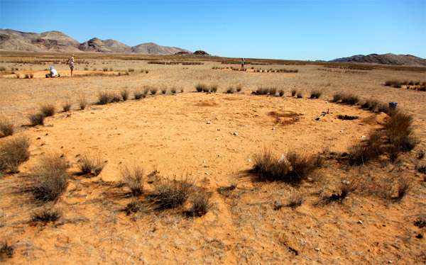 Круг в пустыне, созданный термитами, фото насекомые фотография