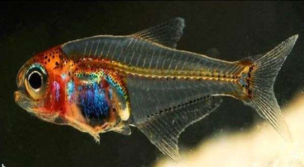 Прозрачная рыбка (Cyanogaster noctivaga), фото рыбы фотография