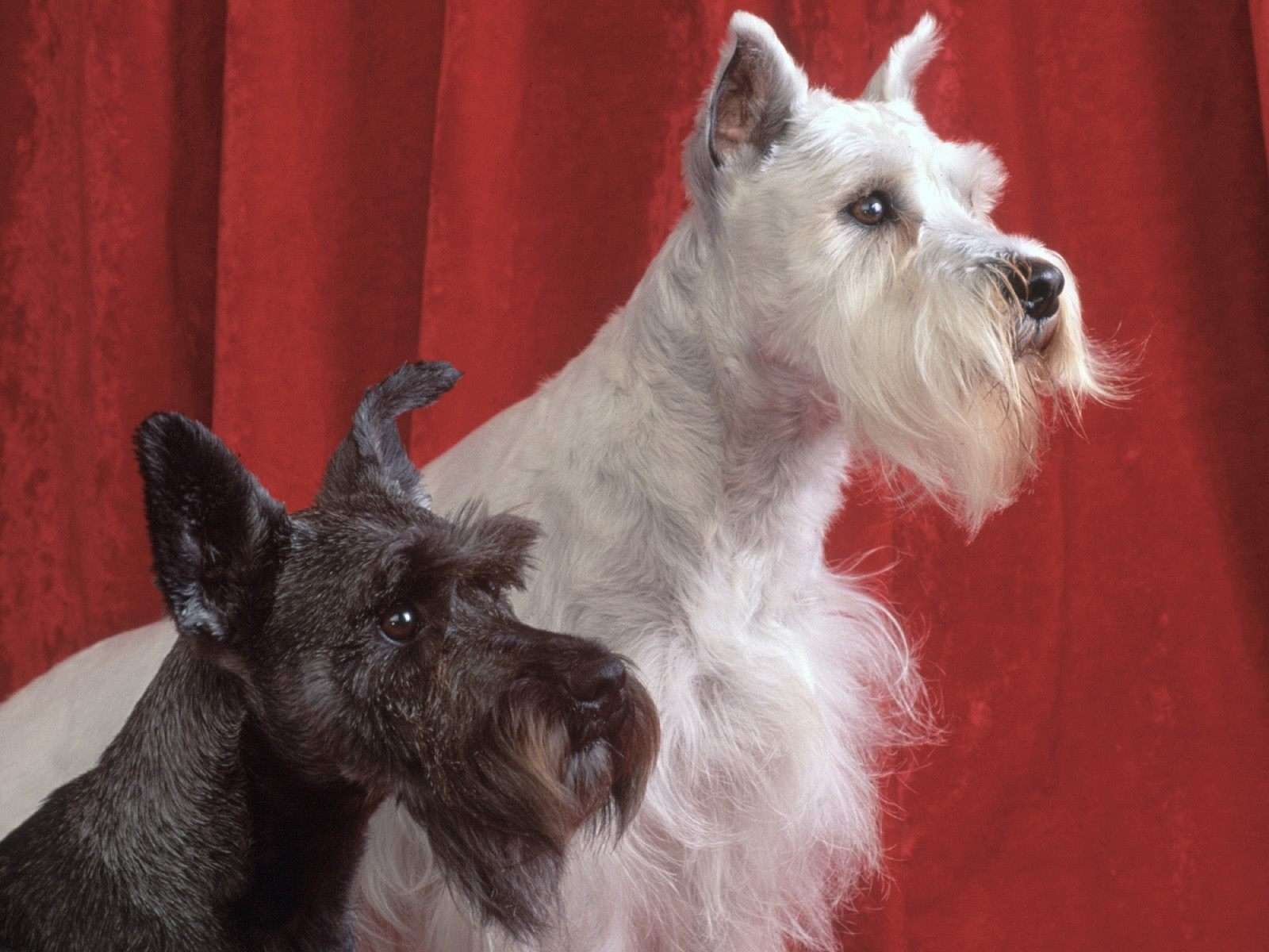 Собаки С Бородой Фото И Порода