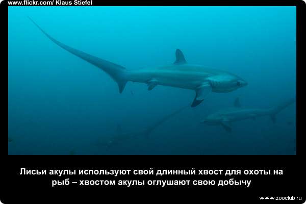 Лисьи акулы (род Alopias) используют свой длинный хвост для охоты на рыб - хвостом акулы оглушают свою добычу