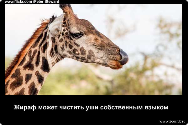 http://zooclub.ru/attach/21000/21233.jpg