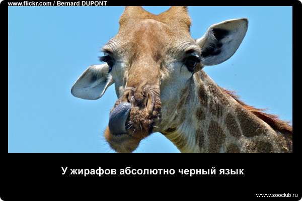 http://zooclub.ru/attach/21000/21234.jpg