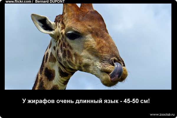 http://zooclub.ru/attach/21000/21235.jpg