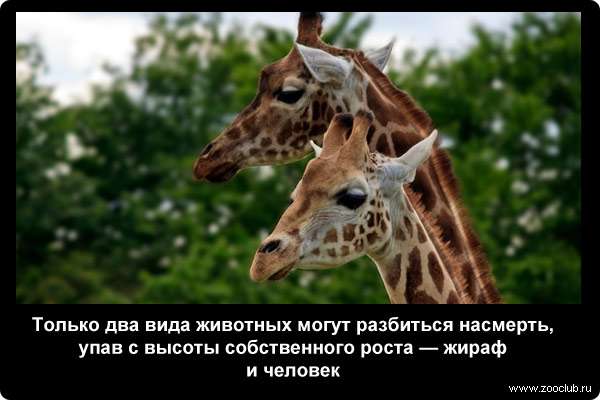 http://zooclub.ru/attach/21000/21240.jpg