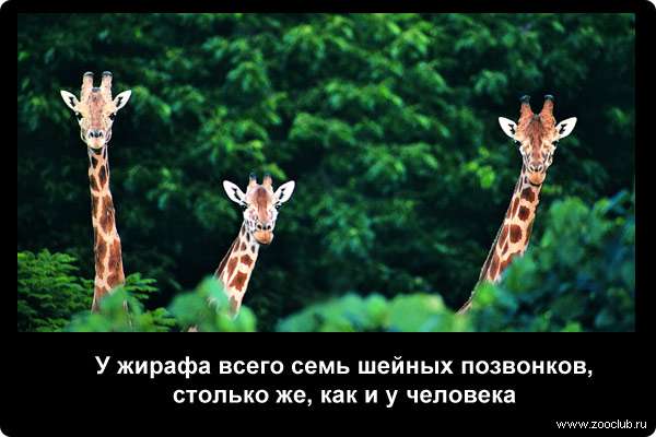 http://zooclub.ru/attach/21000/21242.jpg
