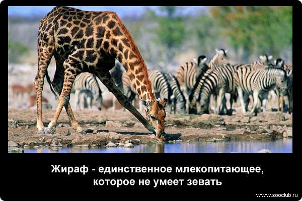 http://zooclub.ru/attach/21000/21243.jpg