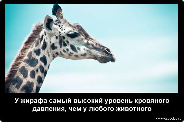 http://zooclub.ru/attach/21000/21244.jpg
