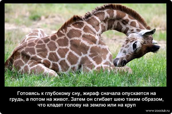 http://zooclub.ru/attach/21000/21249.jpg