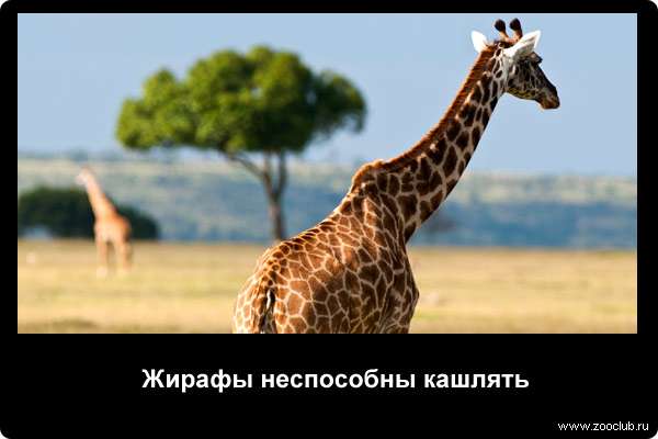 http://zooclub.ru/attach/21000/21251.jpg