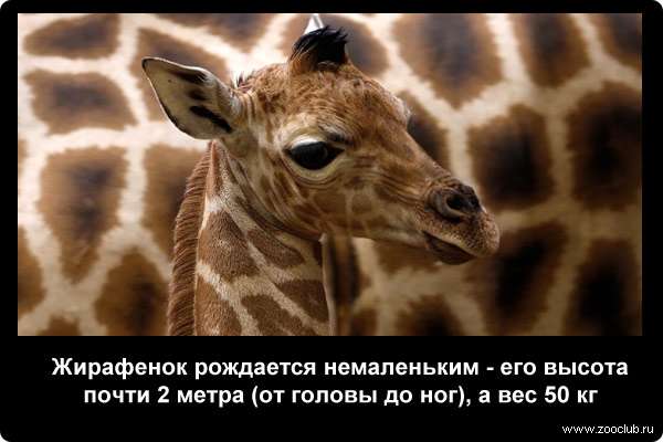 http://zooclub.ru/attach/21000/21254.jpg