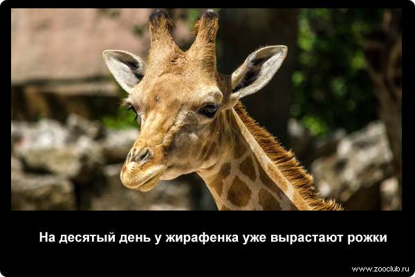 http://zooclub.ru/attach/21000/21256.jpg