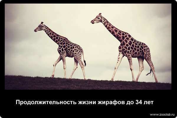 http://zooclub.ru/attach/21000/21259.jpg