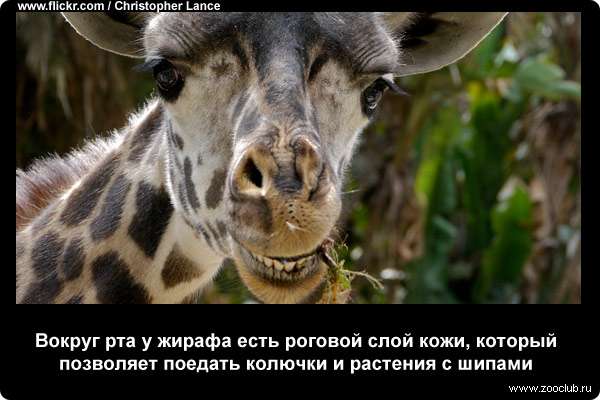 http://zooclub.ru/attach/21000/21260.jpg