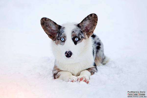 никто не знает, где можно такого щенка необычного найти? | Prokoni.ru