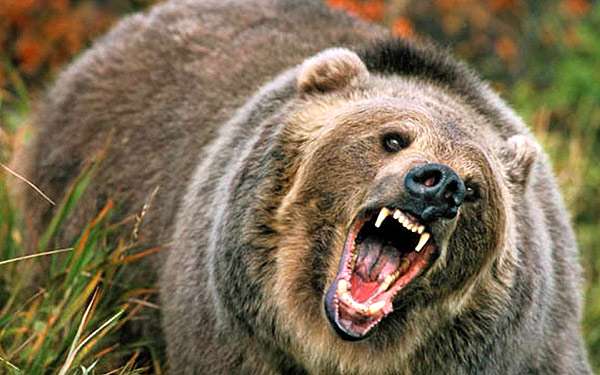 Агрессивный медведь, фото фотография хищники 