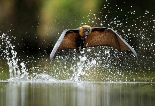 Летучая лисица пьет воду, фото фотография рукокрылые