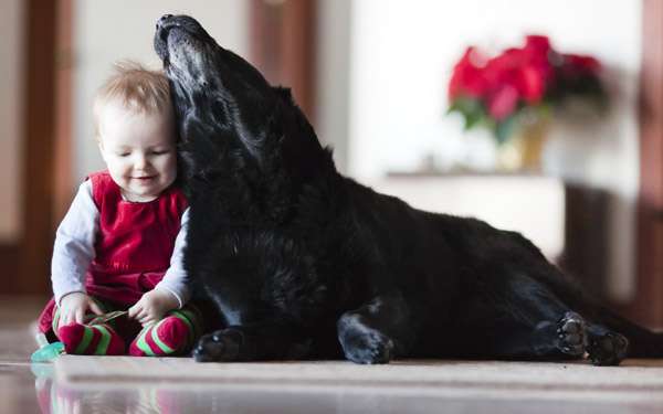 Черная собака и ребенок, фото фотография 