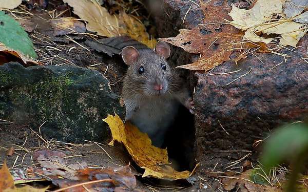 Серая крыса (Rattus norvegicus), фото фотография грызуны