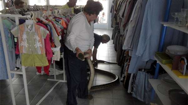 Питон в магазине, фото фотография рептилии