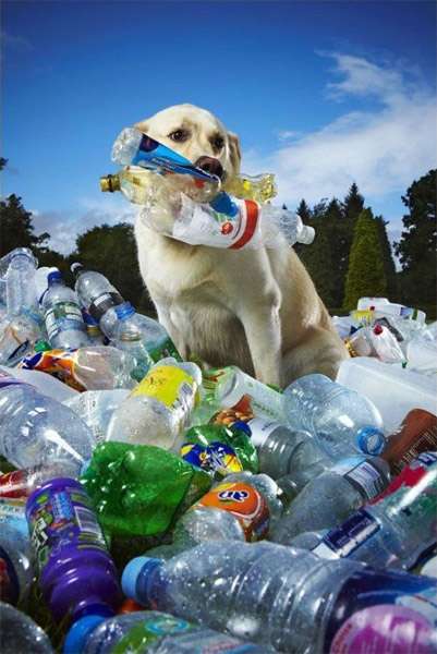 Лабрадор Табби с пластиковыми бутылками, фото фотография собаки