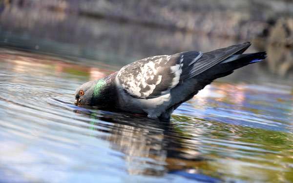 Сизый, или городской, голубь пьет воду, фото фотография птицы