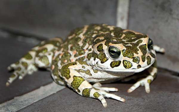 Зеленая жаба (Bufo viridis), фото фотография амфибии