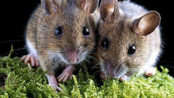 Две мышки, фото фотография грызуны