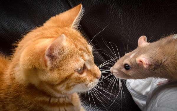 Кот и мышь, кошка и крыса, фото фотография грызуны