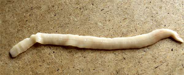 Ремнец лигула (Ligula intestinalis), фото фотография паразиты рыб