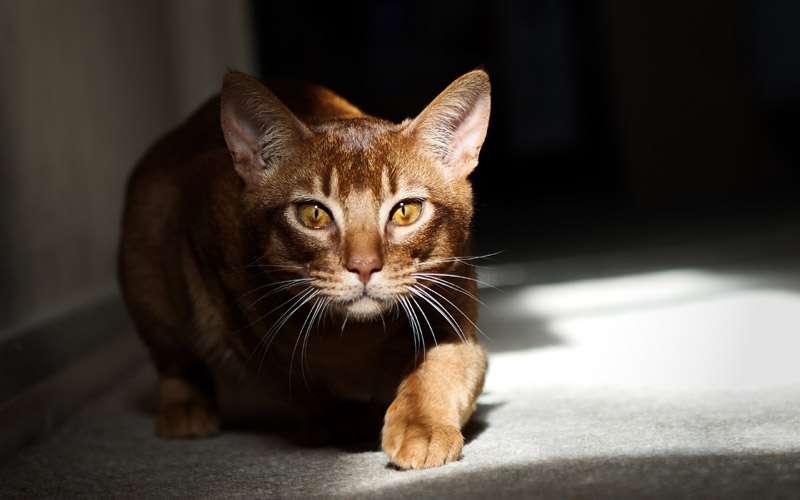 Настороженная абиссинская кошка, фото фотография 