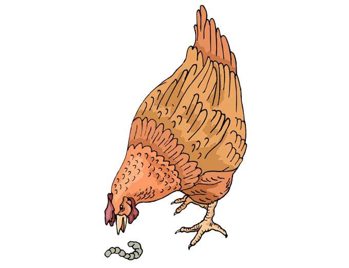 Курица и червяк, рисунок картинка, сказки о животных для детей
