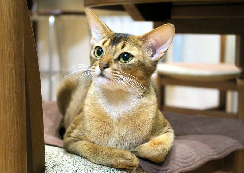 Абиссинская кошка, фото фотография породы кошек