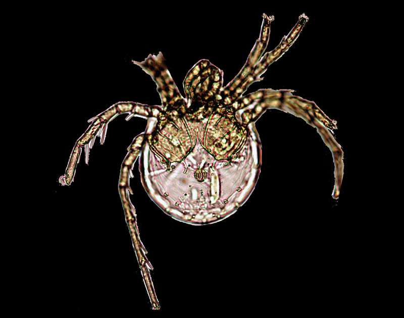 клещ Litarachna lopezae, фото фотография паукообразные животные